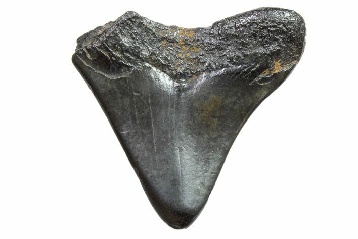 Bargain, Megalodon Tooth - North Carolina #152873